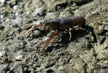 A calico crayfish (Orconectes immunis) is pictured in Rheinstetten, Germany, August 9, 2018. REUTERS/Ralph Orlowski