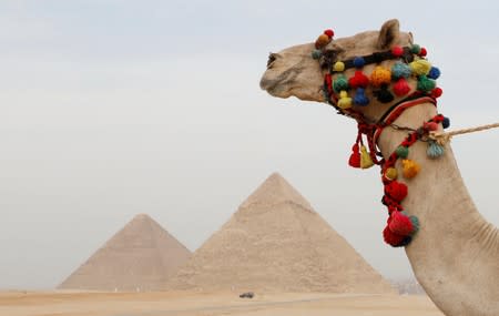 FILE PHOTO: A camel looks over the Giza Pyramids of Giza