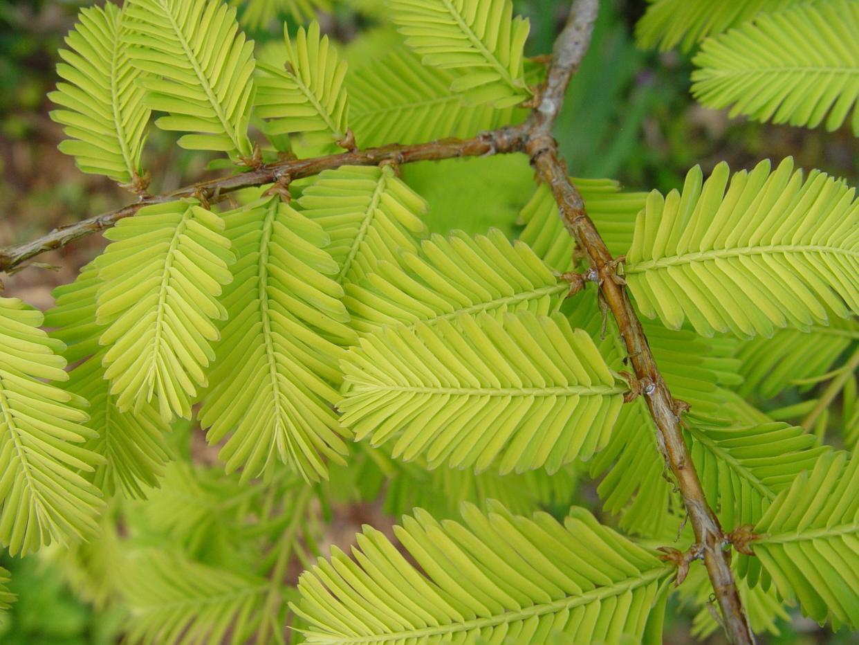 Dawn Redwood trees are included in packages being sold by the Wayne County Soil and Water Conservation District.