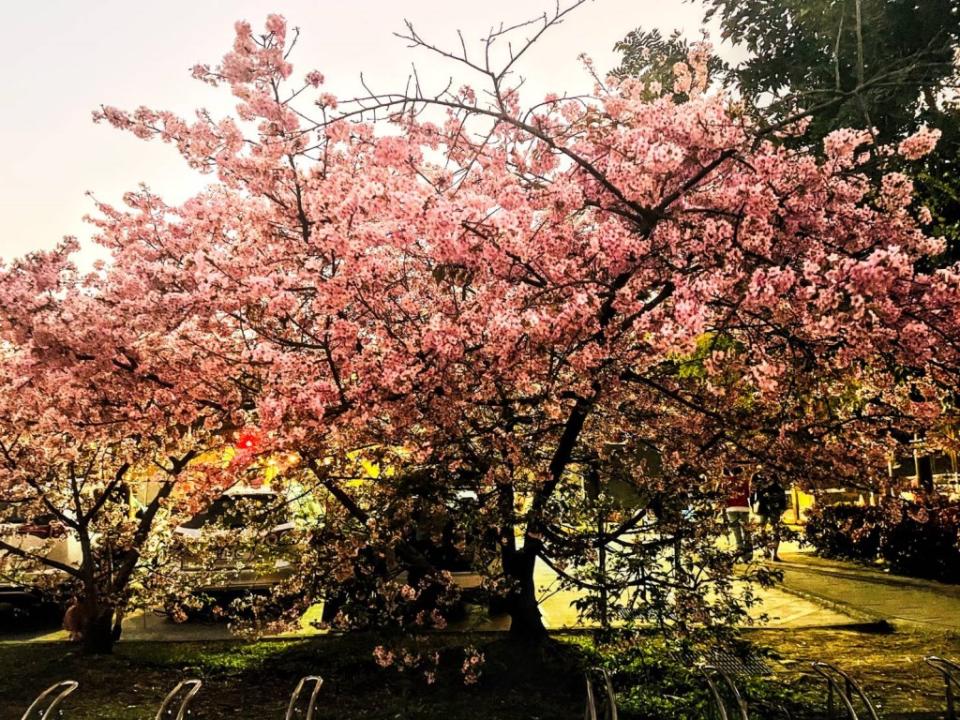 新店陽光公園櫻花盛開　「櫻花王」吸睛民眾搶拍照