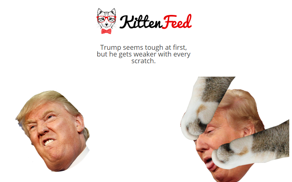 A screenshot of the website KittenFeed - Credit: KittenFeed.com