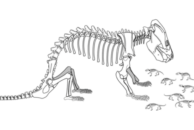 <span class="caption"><em>Kayentatherium</em> and tiny young.</span> <span class="attribution"><span class="source">University of Texas</span></span>