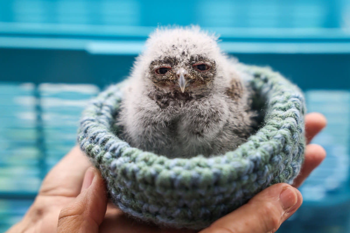 https://www.gettyimages.co.uk/detail/news-photo/janine-bendicksen-director-of-wildlife-rehabilitation-holds-news-photo/1492650237?adppopup=true