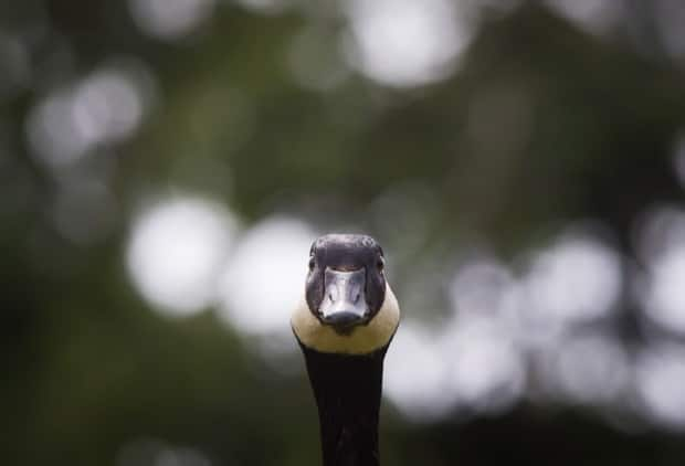 A Canada goose watches as goslings feed at Vancouver's Stanley Park in 2016. (THE CANADIAN PRESS - image credit)