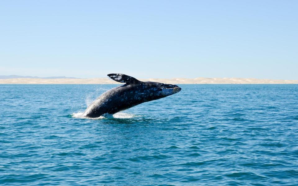 grey whale, baja california - Getty