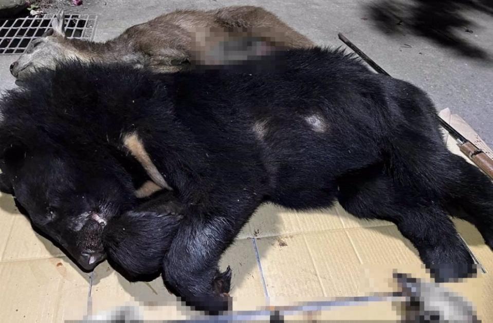 農委會林務局於今日表示，昨(6)日偵查終結，調查過程中發現共有4隻台灣黑熊等遭到獵殺，依法起訴9名嫌犯。   圖：翻攝自記者爆料網