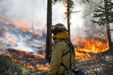 A firefighter monitors a wildfire as it spreads to the road near Jenks Lake in the San Bernardino National Forest, California, June 18, 2015. REUTERS/Lucy Nicholson