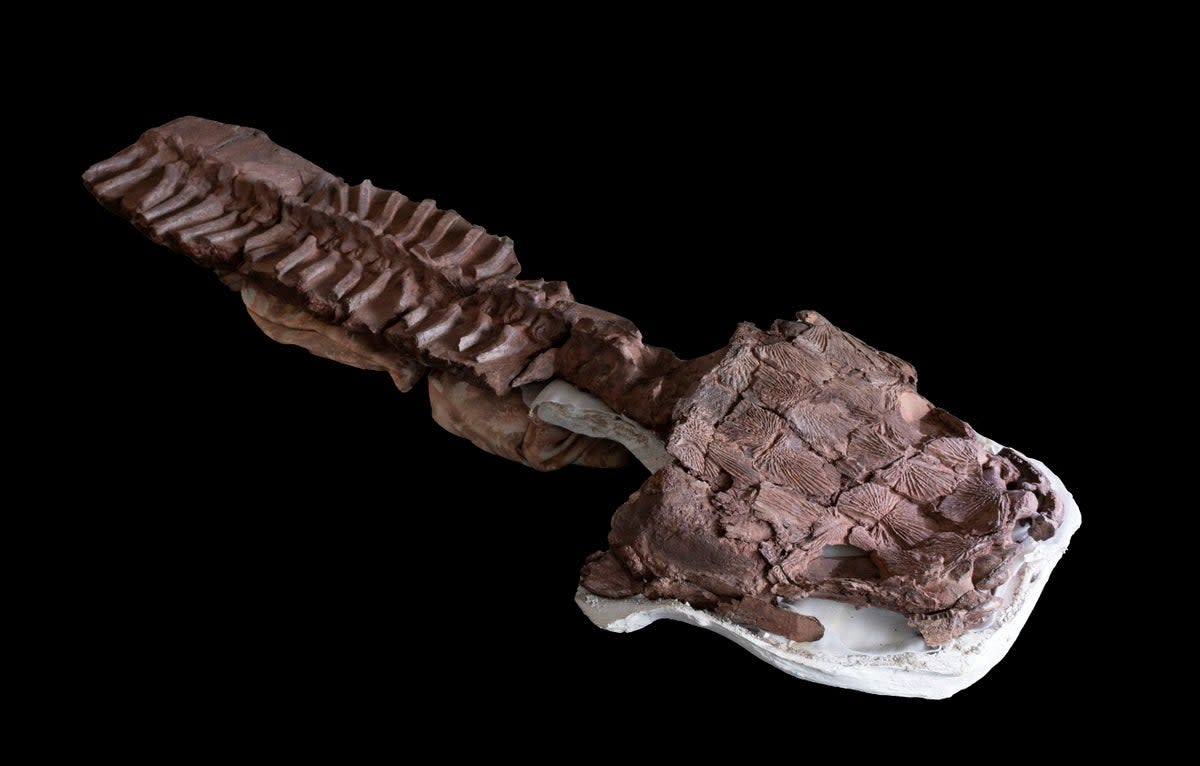 Fossil skeleton, including the skull and backbone, of Gaiasia jennyae (C. Marsicano / SWNS)