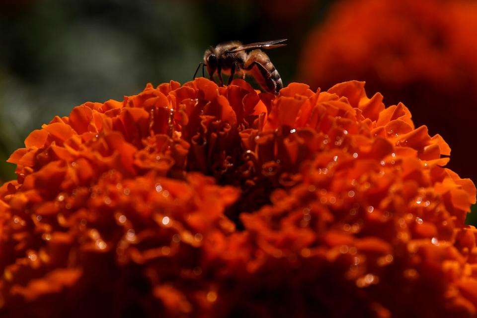 Marigold bee