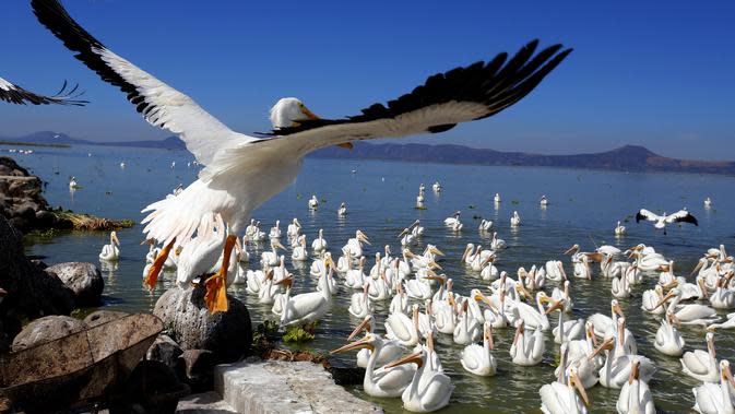 Una bandada de pelícanos blancos, una de las aves más grandes de Canadá y Estados Unidos, fue avistada el 28 de enero de 2022 a orillas del estanque de Chapala en Cozumatlán de Regules, México.  Los pelícanos blancos viajan miles de kilómetros desde las bajas temperaturas.  Norteamérica.  (ULISES RUIZ / AFP)