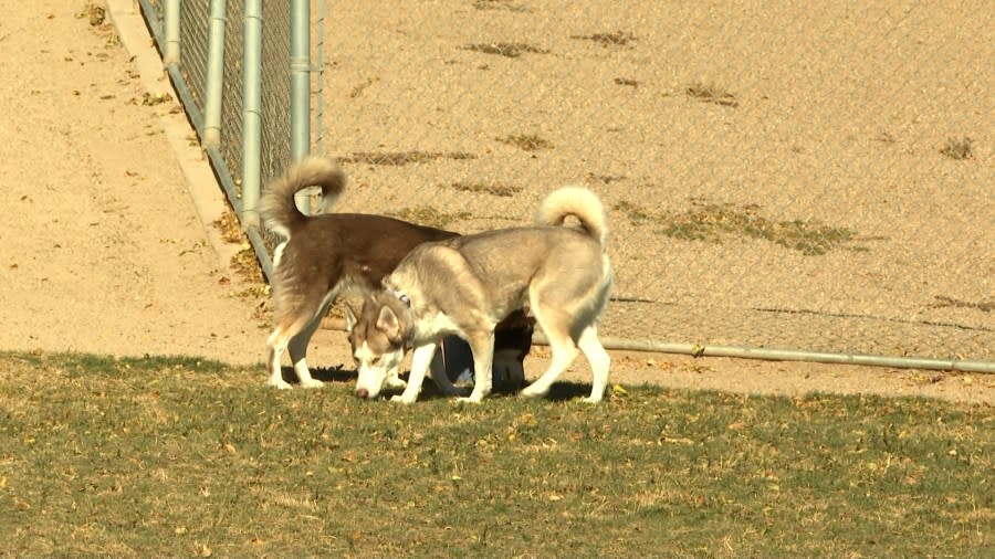 Dogs play at Desert Breeze Dog Park. (KLAS)