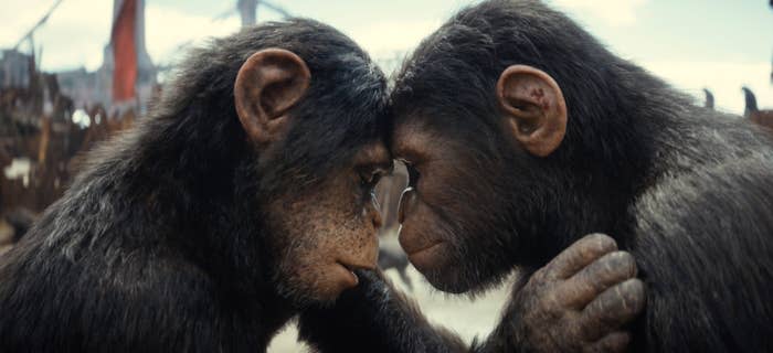 Soona and Noa putting their foreheads together in Kingdom of the Planet of the Apes