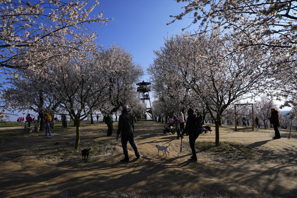 People enjoy a warm day at a blooming almond grove in Hustopece, Czech Republic, Tuesday, March 19, 2024. Masses of white and pink blossoms in a rare almond grove in the Czech Republic appeared earlier than usual after one of the hottest winters on record. (AP Photo/Petr David Josek)