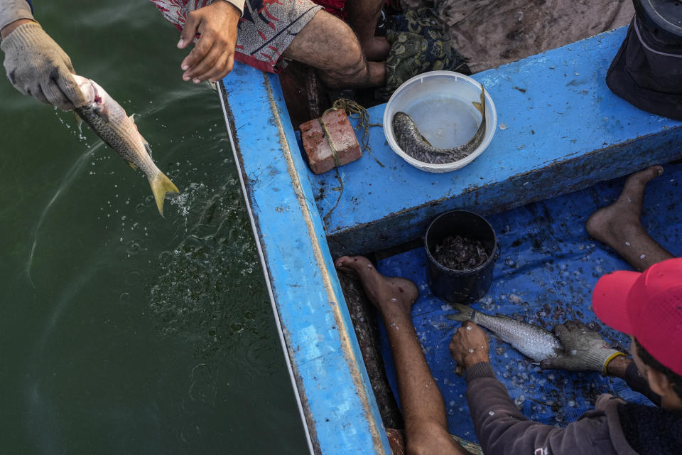 Fishermen rinse and clean their catch on Lake Maracaibo, near La Salina crude oil shipping terminal in Cabimas, Venezuela, Dec. 28, 2023. (AP Photo/Matias Delacroix)