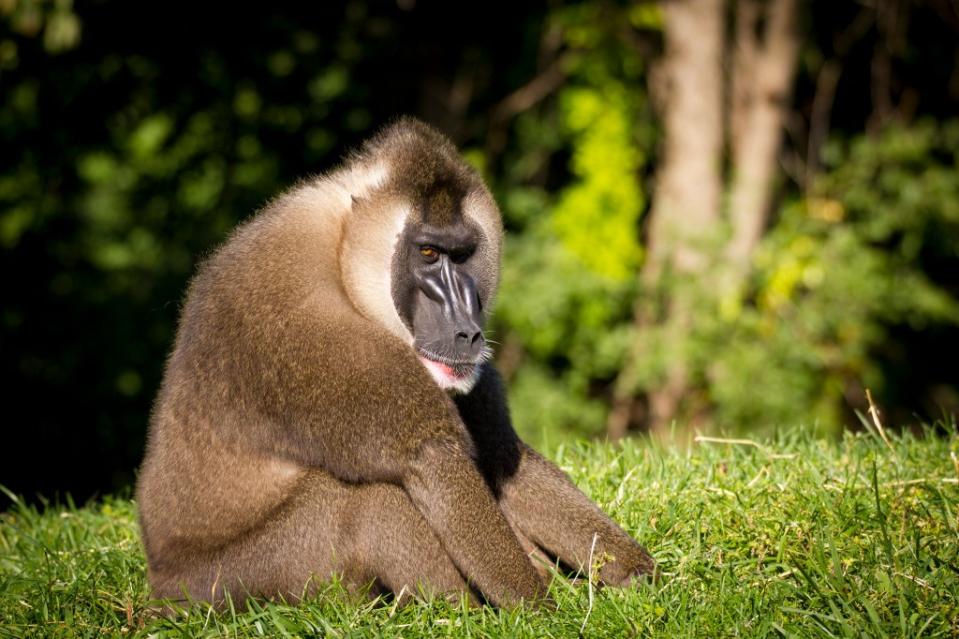 Detroit Zoo via Getty Images