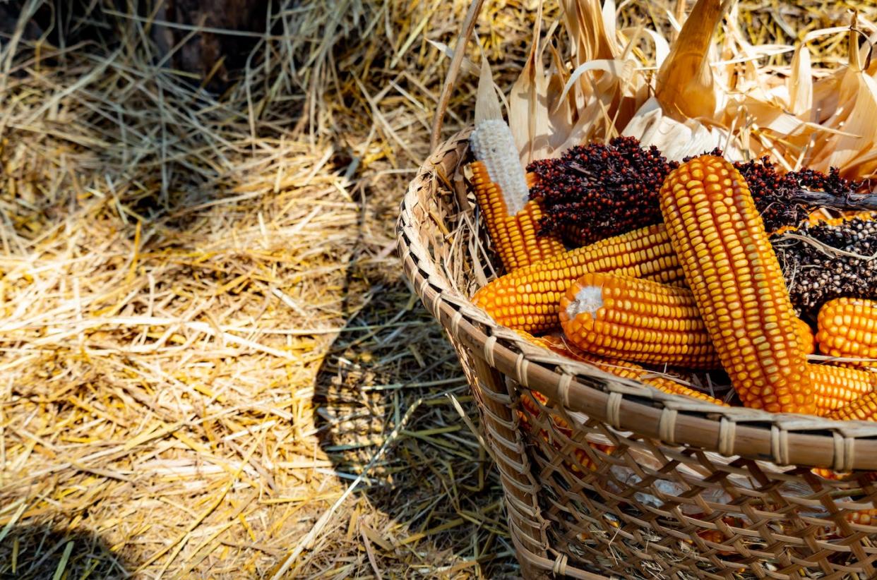 In the face of governmental efforts to dismantle Indigenous agricultural economies, Indigenous communities have made important strides toward food sovereignty. (Shutterstock)