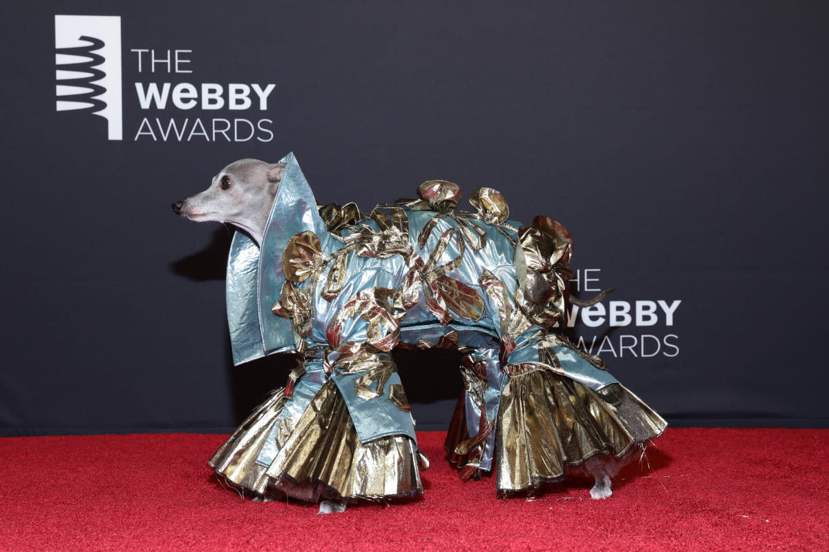 <p>No roundup of fashionable pets would be complete without the iconic Italian Greyhound Tika the Iggy. With over <a href=/& rel="nofollow noopener" target="_blank" data-ylk="slk:2.9 million followers on TikTok;elm:context_link;itc:0;sec:content-canvas" class="link rapid-noclick-resp">2.9 million followers on TikTok</a> and <a href=/& rel="nofollow noopener" target="_blank" data-ylk="slk:1.4 million followers on Instagram;elm:context_link;itc:0;sec:content-canvas" class="link rapid-noclick-resp">1.4 million followers on Instagram</a>, this fashionable pup is beloved all over the world. <a href=/& rel="nofollow noopener" target="_blank" data-ylk="slk:Tika has her own books out;elm:context_link;itc:0;sec:content-canvas" class="link rapid-noclick-resp">Tika has her own books out</a> and she has made appearances everywhere from<em> Geek Girl, The Drew Barrymore</em> <em>show</em>, to <em>Vogue </em>magazine and fashion week. </p><p>Dimitrios Kambouris/Getty Images</p>