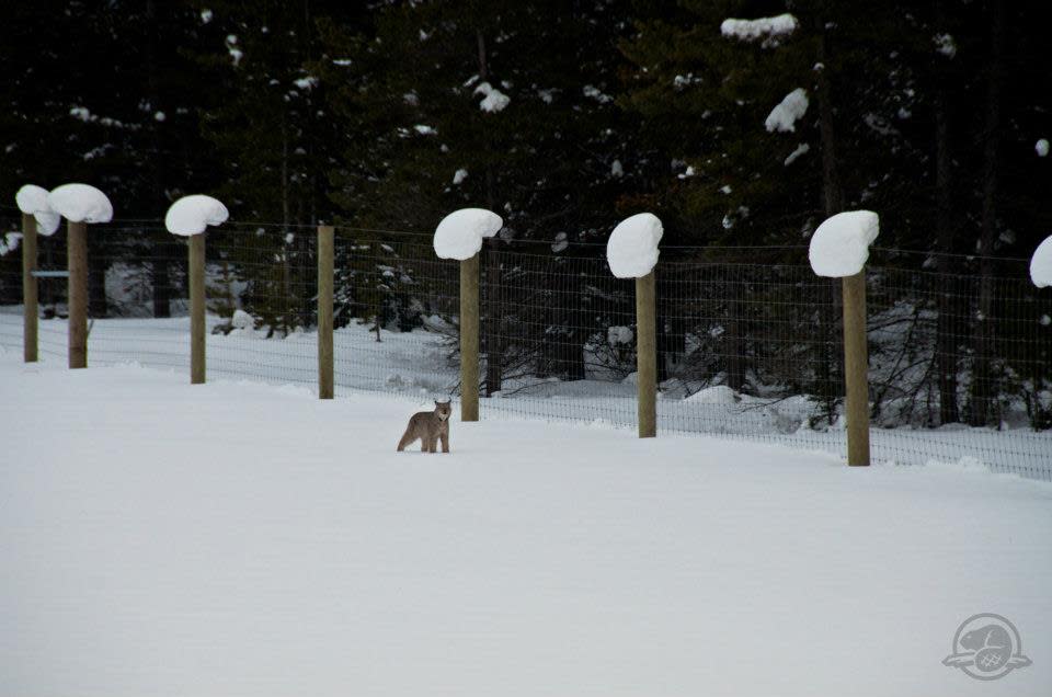 Lynx spotted in Banff National Park