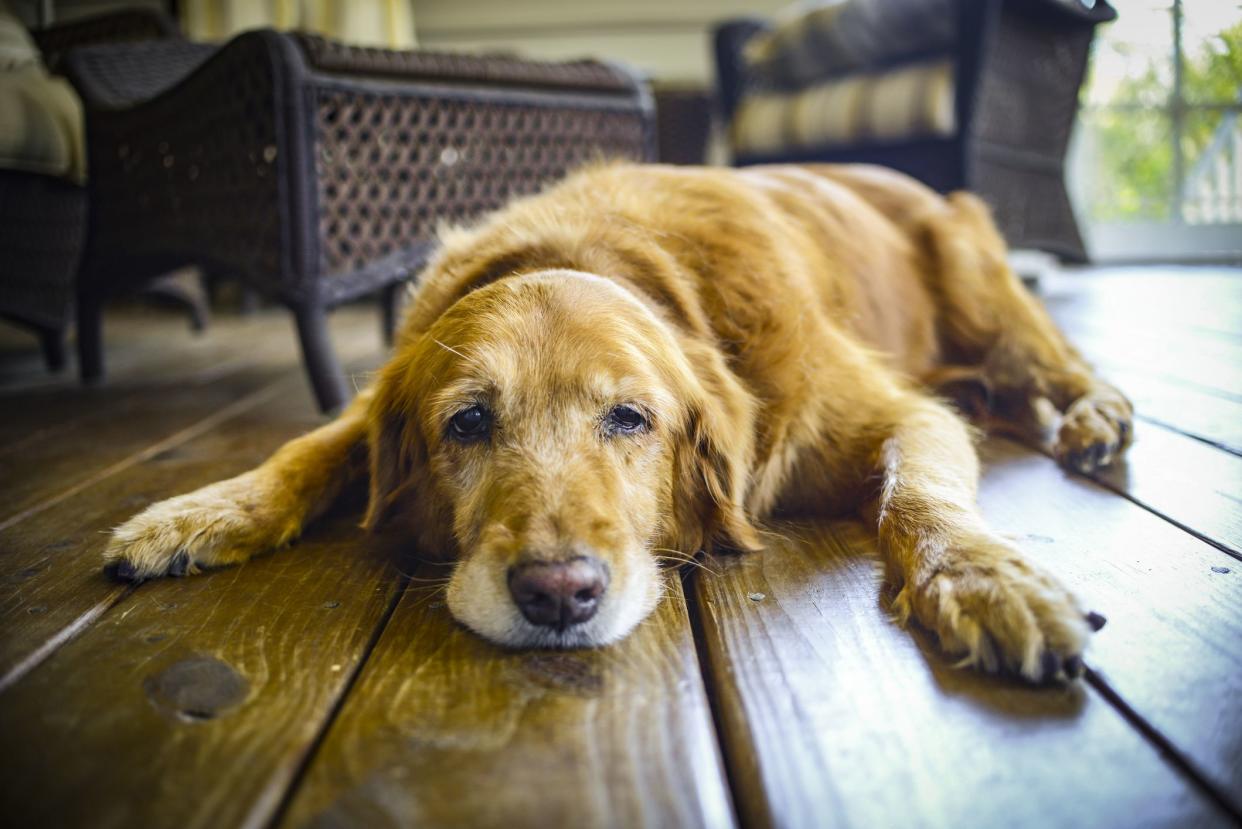 This was my dog Cali's last day before we had to put her to sleep. She was a great Golden Retriever!