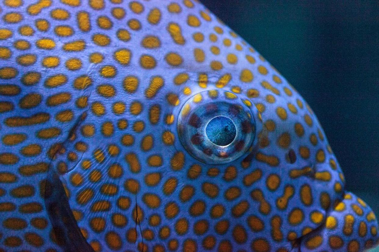 Color patterns seen in fish and other animals evolved to serve various purposes. <a href="https://www.gettyimages.com/detail/photo/close-up-of-the-eye-of-a-yellowspot-rabbitfish-royalty-free-image/691700228" rel="nofollow noopener" target="_blank" data-ylk="slk:Lagunatic Photo/iStock via Getty Images Plus;elm:context_link;itc:0;sec:content-canvas" class="link ">Lagunatic Photo/iStock via Getty Images Plus</a>