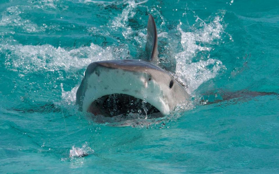 A tiger shark swims to attack bait