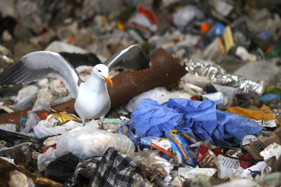 A seagull stands next to a discarded surgical gown in a trash pit at Recology on April 2, 2021 in San Francisco, California.  / Credit: Justin Sullivan/Getty Images