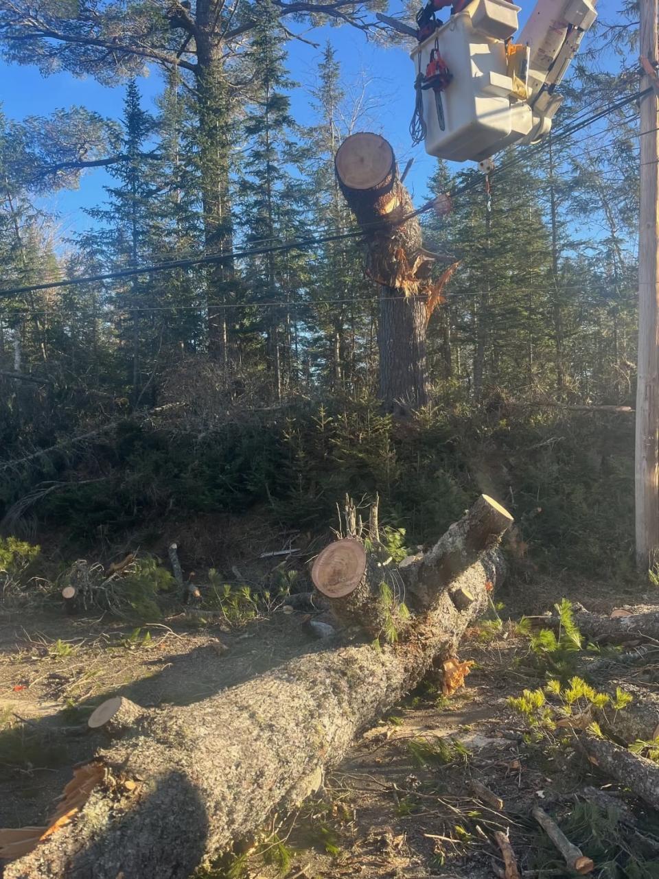 Trees pushed into power lines by high winds on December 18 caused most of the outages that had crews working eight days to fully repair.