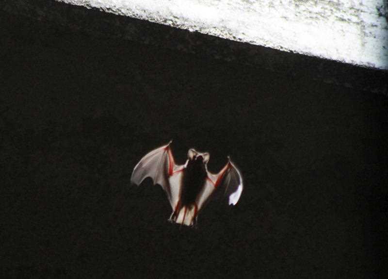 One of some 1.5 million bats emerges from below the Congress Street Bridge near downtown Austin, Texas.