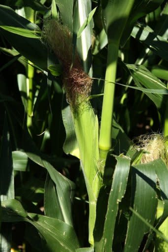 File photo shows an ear of corn at a Wisconsin farm. A study has found that corn production in the US would decline by an average of 10% for an entire decade and soybean production would drop by about 10% with the most severe decline occurring five years after the nuclear war