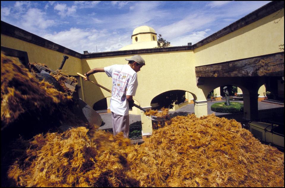 The juice is what's later fermented to make tequila. Some premium tequilas still use the &ldquo;tahona&rdquo; process -- &nbsp;a 2-ton volcanic stone that&nbsp;crushes the shredded, cooked agave -- but mechanical processes are commonly used these days to separate the fiber from the juice.