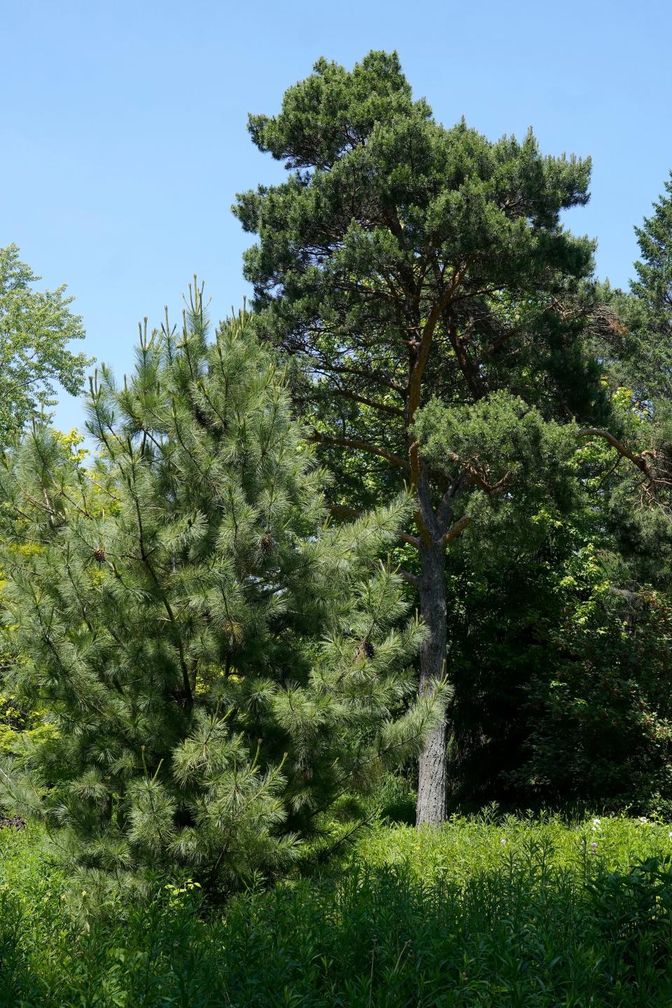 Scotch pines, right, are among the trees in a mature pine forest on the River Hills property of David and Dedi Knox, seen on June 9, 2023.
