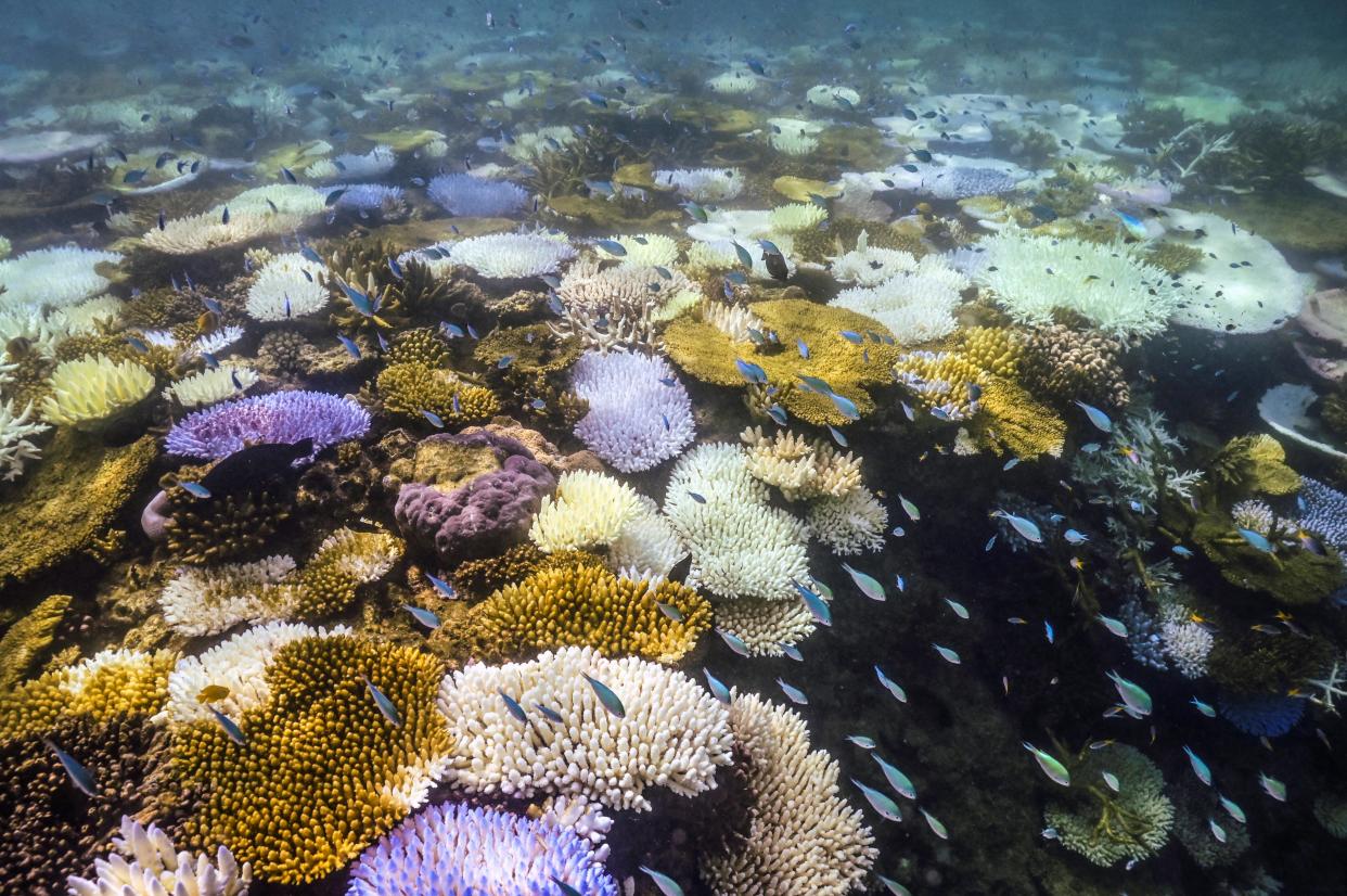 Les coraux blanchis de la Grande barrière de corail, à cause du changement climatique, le 5 avril 2024.