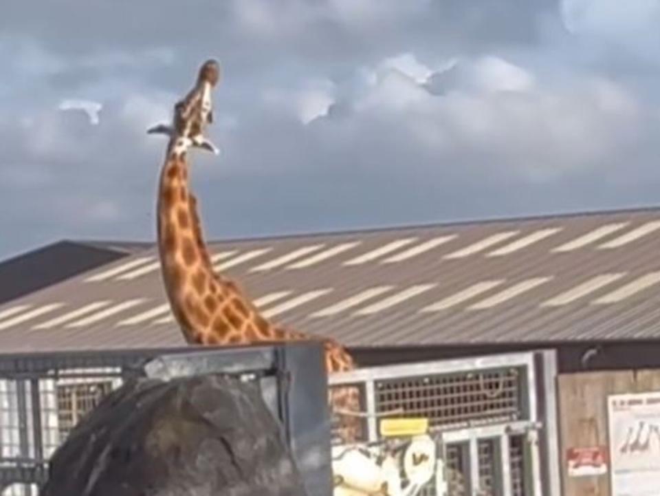 A giraffe was filmed twisting its neck unnaturally (Freedom for Animals)