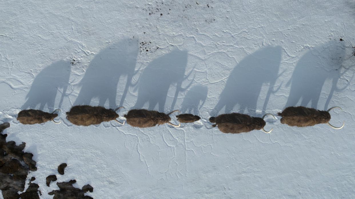  A line of mammoths walking across a snowy plain seen from a bird's eye view in Life On Our Planet. 