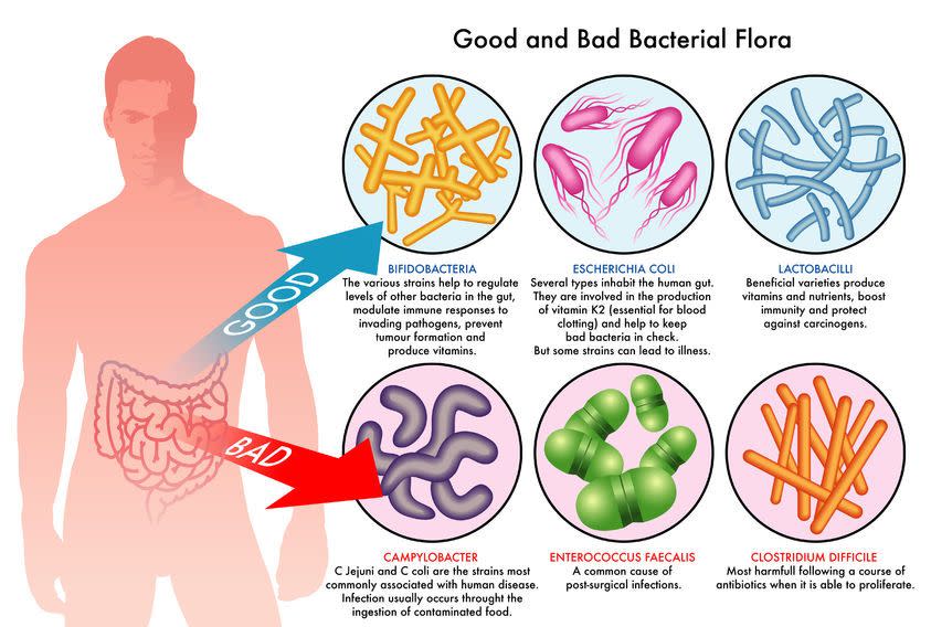 La gran mayoría de las bacterias que habitan en nuestro interior son beneficiosas para nuestro organismo | imagen public domain