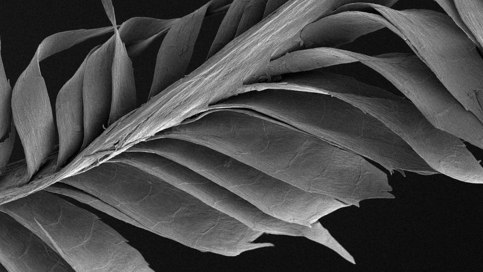 A starling feather under the microscope.