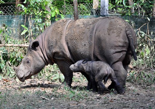 A female Sumatran rhino named Ratu, right, is seen with her newly-born calf at Way Kambas National Park in Lampung, Indonesia, Monday, June 25, 2012. Ratu, a highly endangered Sumatran rhinoceros, gave birth to the calf Saturday in western Indonesia, a forestry official said. It is only the fifth known birth in captivity for the species in 123 years. (AP Photo)