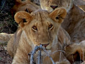 This lion cub was innocence personified as it stared unblinkingly at the camera.