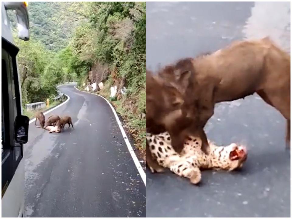 位於印度南部的泰米爾納德邦（Tamil Nadu），日前有一頭花豹在公路徘徊時，意外被行經車輛撞死，結果事後慘遭3頭野豬撕咬。（圖／翻攝自推特）