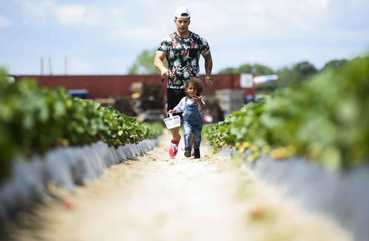 Noah Costa, 3, runs with his dad, Jorge Costa, toward his mom while picking strawberries at Gillis Hill Road Produce on April 24, 2020. This is the family&#8217;s third year picking berries together at Gillis Hill Farm.