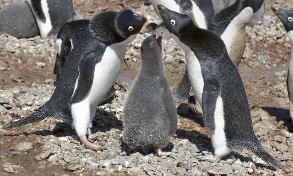 Here's looking at you, kid! A baby Adelie penguin is pictured with two elder ones during feeding time on Paulet Island, Antarctica. The Russian photographer likens his craft to one of a hunter - but with a camera instead of a rifle.