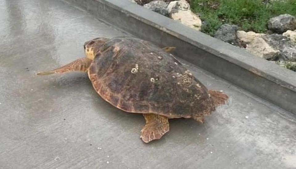 Key West police officers on July 6, 2021, helped this sea turtle return to the ocean during Tropical Storm Elsa.