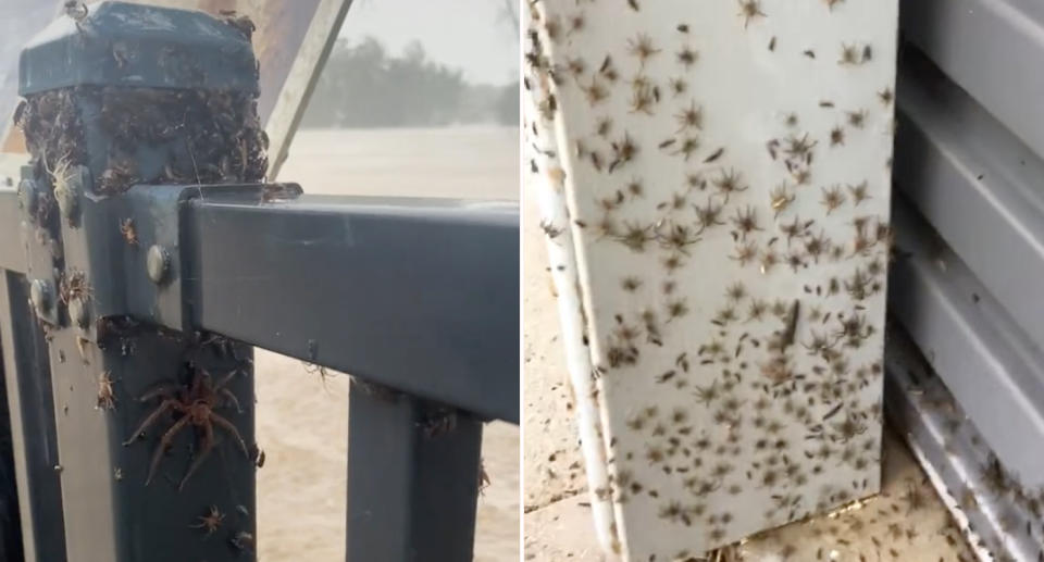 Spiders crawling up a fence pole (left) and spiders crawling into a garage (left) during heavy rain