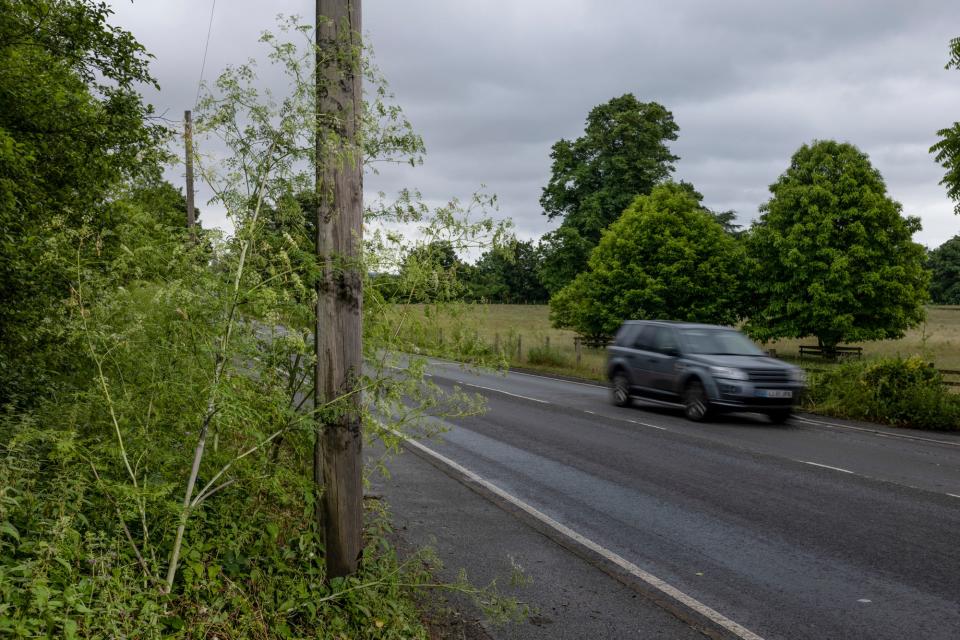 Hemlock grows beside a road on June 30, 2021 near Faversham, England.