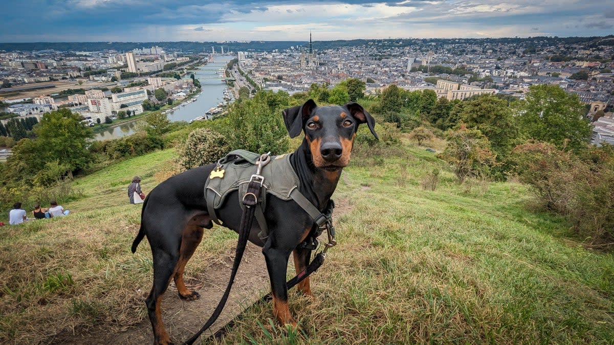 Arty’s the king of the hill on Cote Sainte-Catherine in Rouen (Lottie Gross)