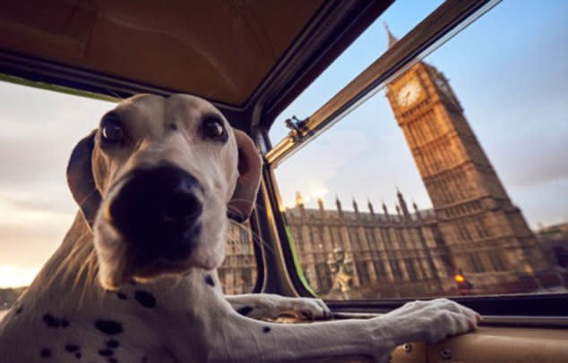 A cultural tour of London — for dogs (More Than)