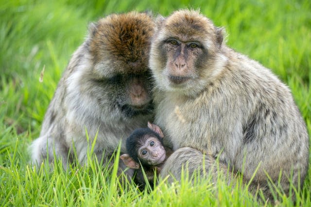 Baby monkey between two adults