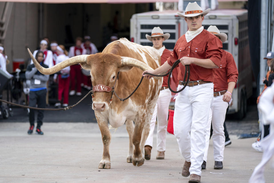FILE - Texas live Longhorn mascot Bevo is led onto the field before an NCAA college football game between Texas and Oklahoma at the Cotton Bowl, Oct. 7, 2023, in Dallas. Texas is back — fourteen years after last playing for a national championship, Texas (12-1) is in the College Football Playoff as Big 12 champion. (AP Photo/Jeffrey McWhorter, File)