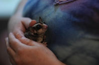 Lorena Alvarez holds one of her 28 pet "petauros," or sugar gliders, for which she has a permit, at home in Buenos Aires, Argentina, Wednesday, Sept. 1, 2021. Álvarez, who teaches statistics online at a university, lives otherwise alone, but said the little marsupials have helped her feel like she has company, sometimes popping up atop her head during Zoom calls. (AP Photo/Natacha Pisarenko)