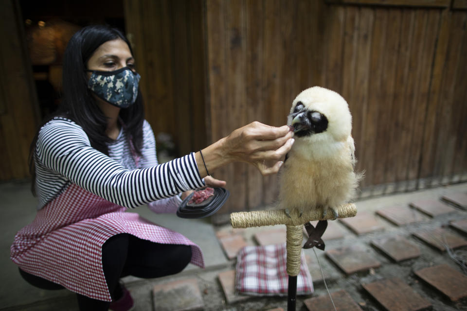 La veterinaria y ambientalista Grecia Marquís alimenta a un búho de anteojos que cuando cayó de un árbol hace un mes estaba deshidratado y flaco en Caracas, Venezuela, el lunes 21 de septiembre de 2020. Marquís, fundadora de Plumas y Colas en Libertad, dijo que el rescate de animales salvajes en la capital ha sido impresionante este año. (AP Foto/Ariana Cubillos)